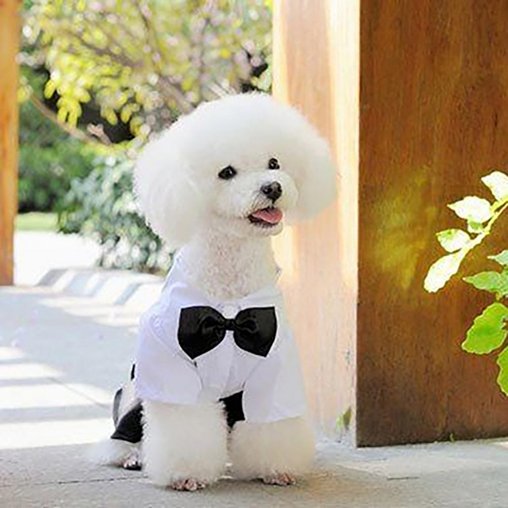 الكلب ربطة القوس فيونكة دعوى س - مراجعة Summer Dog Clothing وسعره